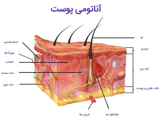 آموزش میکروبلیدینگ ابرو 15 لایه های پوست انسان